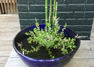 当社の玄関先にかわいい水槽がお目見えいたしました。