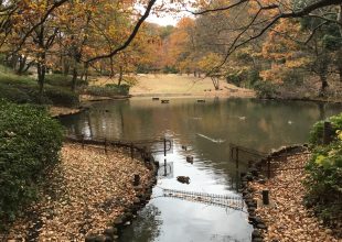 瞑想をすることに致しました。