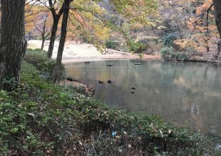 早朝ウオーキングを始めました。