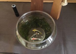 保険組合の旅行で、日光東照宮に行ってきました。