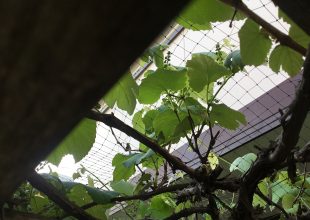 ブドウの報告です。