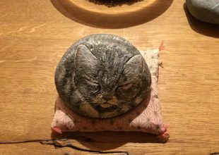 接客テーブルの上で、ネコちゃん・魚くんたちがはしゃいでいます。