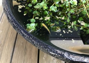 未分類 メダカの水槽です。