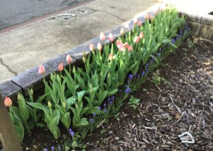 小さな花壇にチューリップの花が咲き始めました。