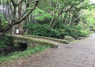 朝の散歩風景です。