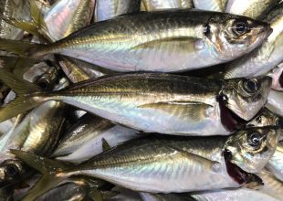 ７・８年ぶりの魚釣り