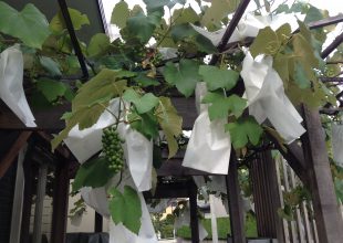 ブドウの袋かけの時期が今年もまいりました。