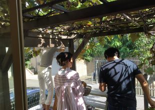 今年もブドウの収穫祭を行いました。