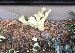 今年も突然変異？の植物が生えてきました。