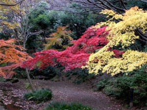 紅葉